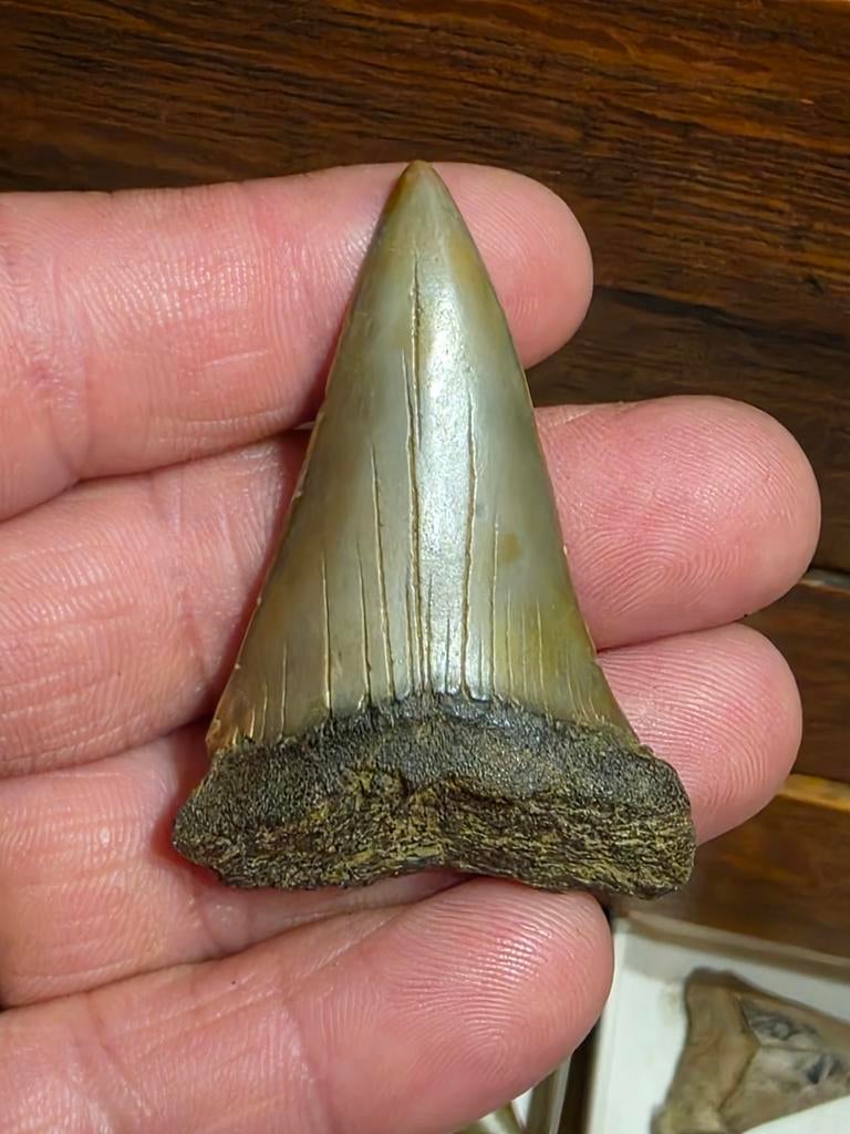 Magnifique grand isurus hastalis de Terhagen de 5,4 cm., Enlèvement ou Envoi, Fossile