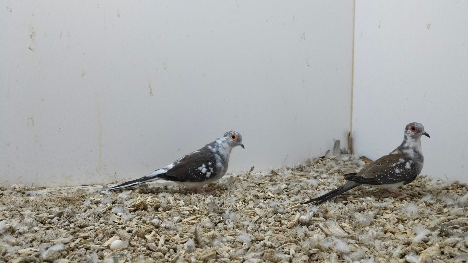 bonte diamantduifjes, Dieren en Toebehoren