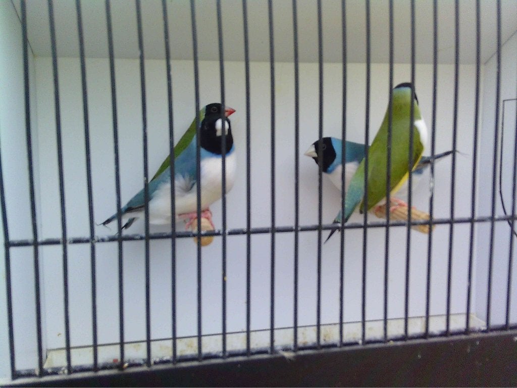 GOULDS BLAUW X SPLITBLAUW + PASTELMANNEN SPLITBLAUW, Dieren en Toebehoren, Tropenvogel, Geringd