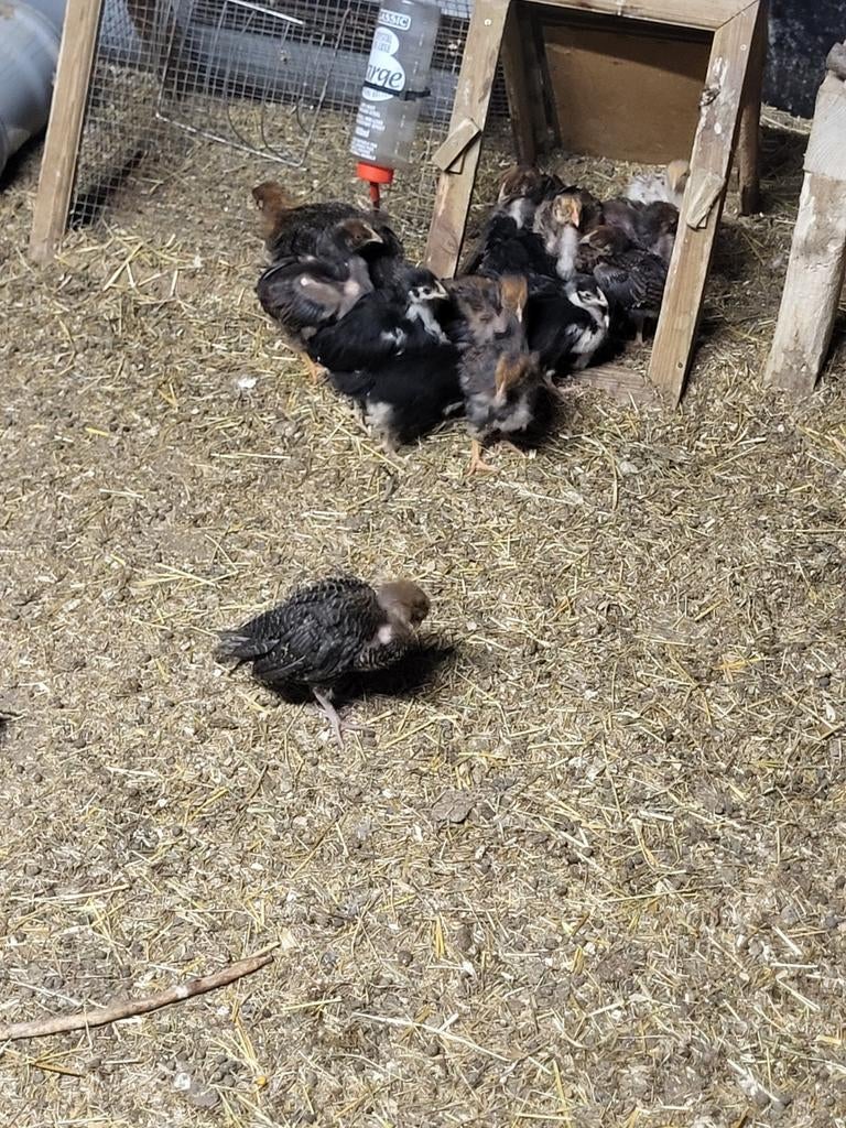 Jonge haantjes barnevelder, Dieren en Toebehoren, Pluimvee