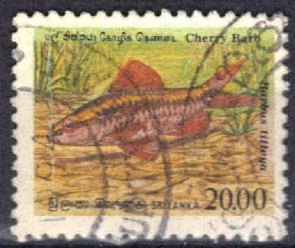Sri Lanka 1990 - Yvert 938 - Poissons indigènes (ST), Envoi, Affranchi