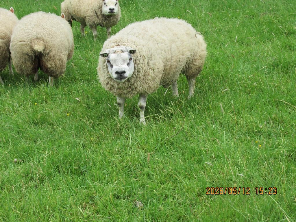 animaux, Mâle, Mouton, 0 à 2 ans
