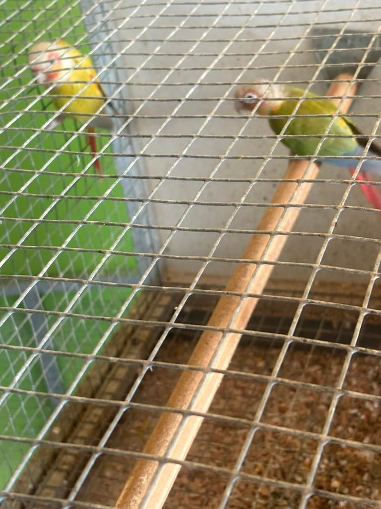 Couple de pyrrhura, Dieren en Toebehoren, Vogels | Kanaries