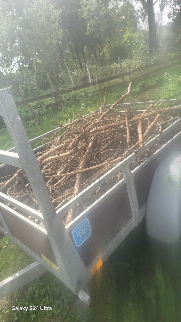 Gratis eiken hout, Enlèvement, Chêne, Branches