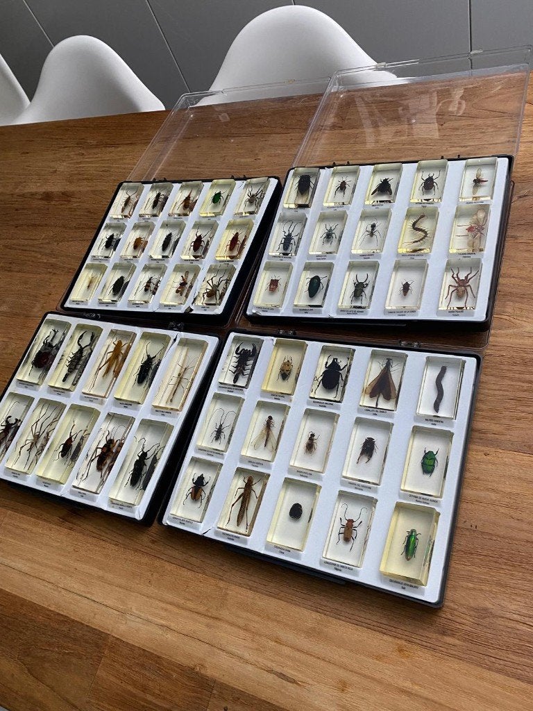 Insectenverzameling in hars - 55 stuks in 4 verzameldozen, Dieren en Toebehoren, Overige soorten