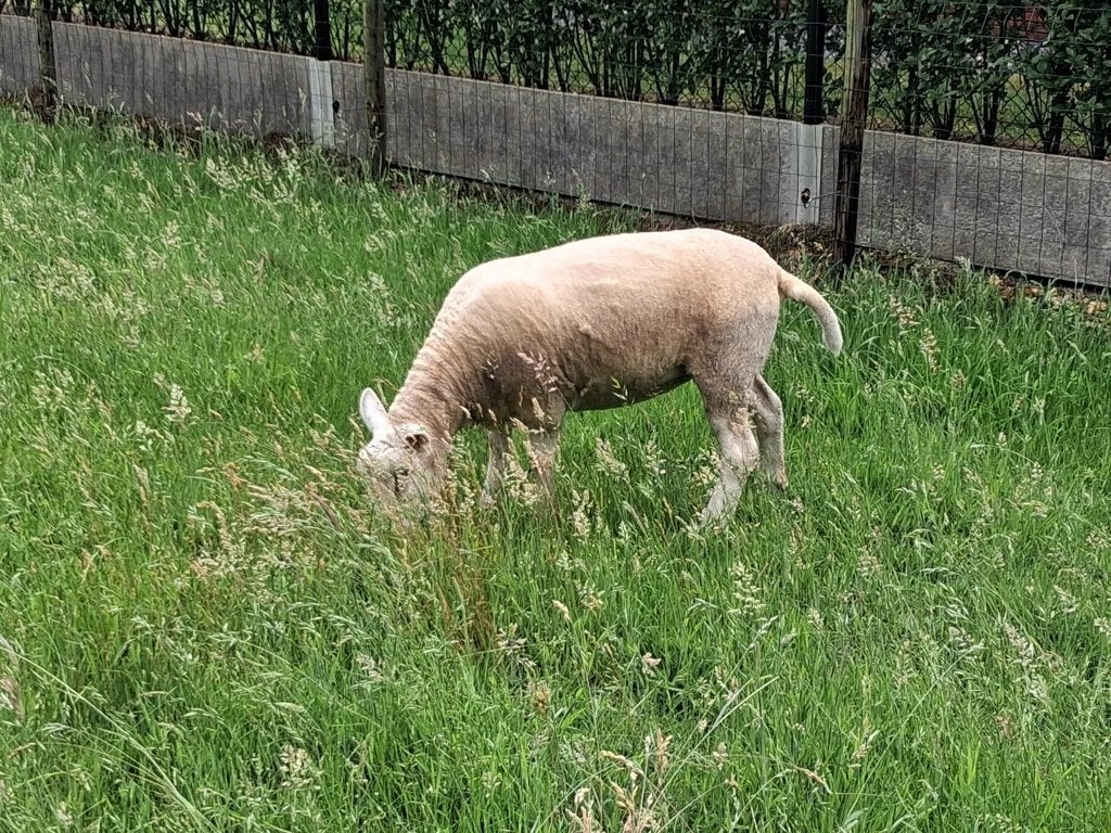1 mooie jaarling ooi, Dieren en Toebehoren, Vrouwelijk, Schaap