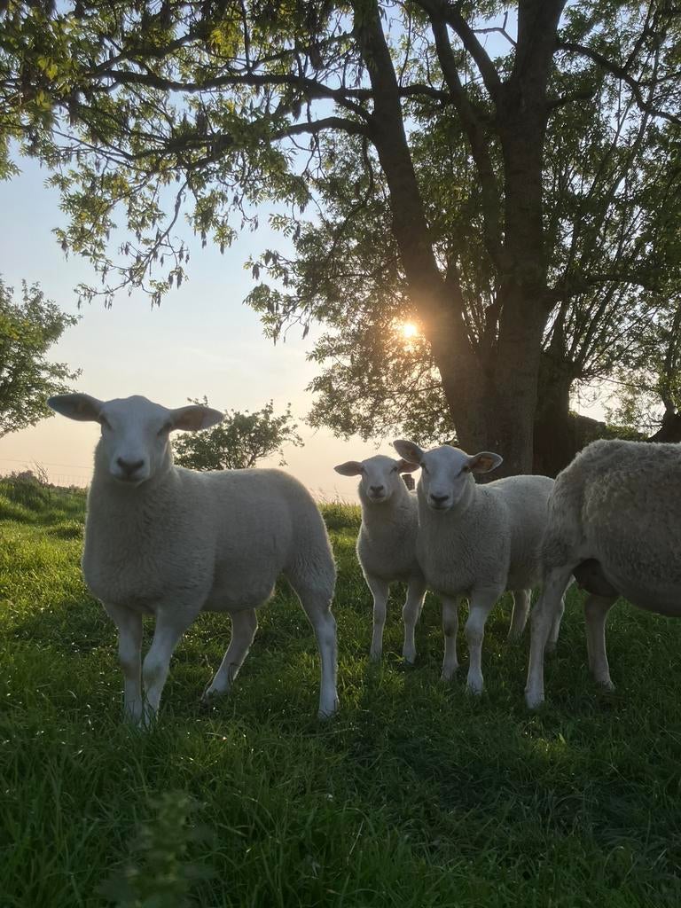 Swifter ooi met lammeren, Dieren en Toebehoren, Schapen, Geiten en Varkens