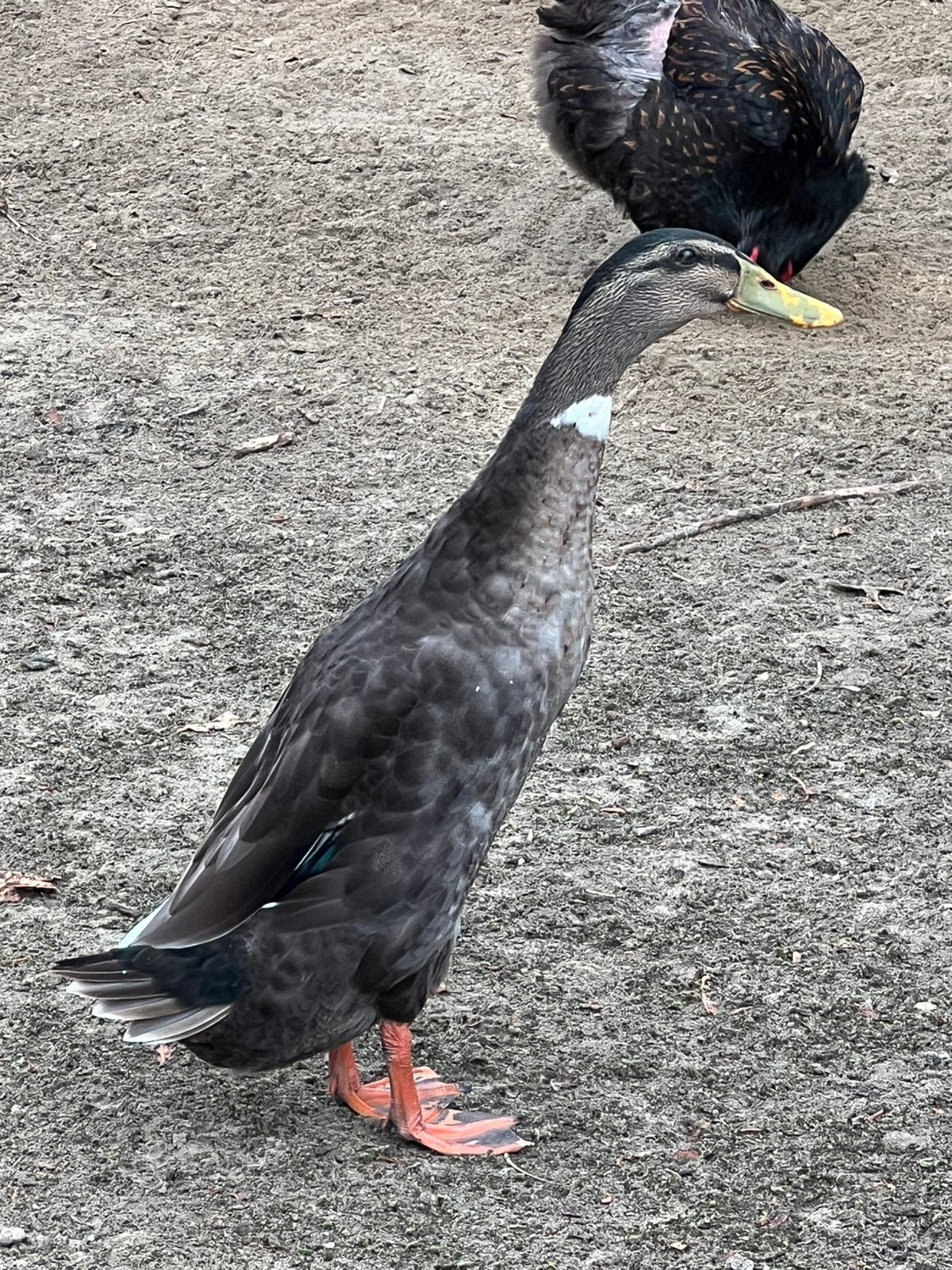 Loopeenden 5 euro stuk, Dieren en Toebehoren