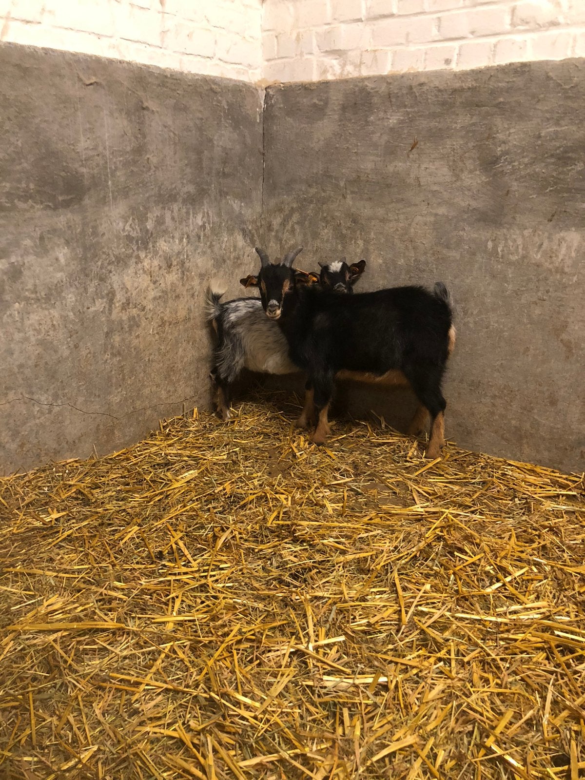Geitenbok, Dieren en Toebehoren
