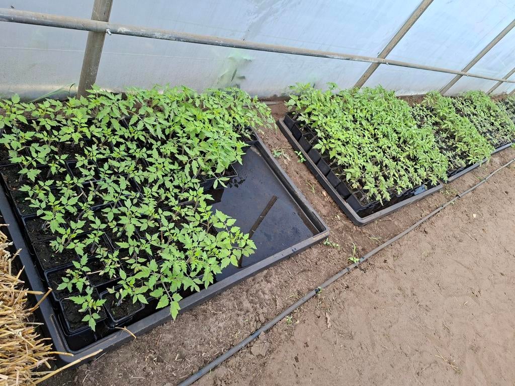 Tomaten planten roma & hybride, Ophalen