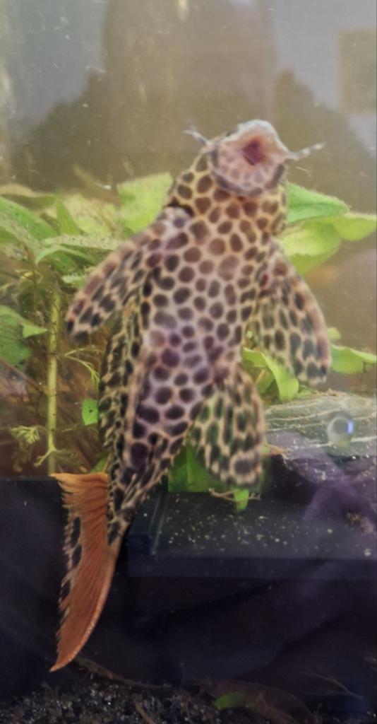 Pseudacanthicus cf. leopardus – L114 – Demini Luipaard Cactu, Dieren en Toebehoren, Vissen | Aquariumvissen