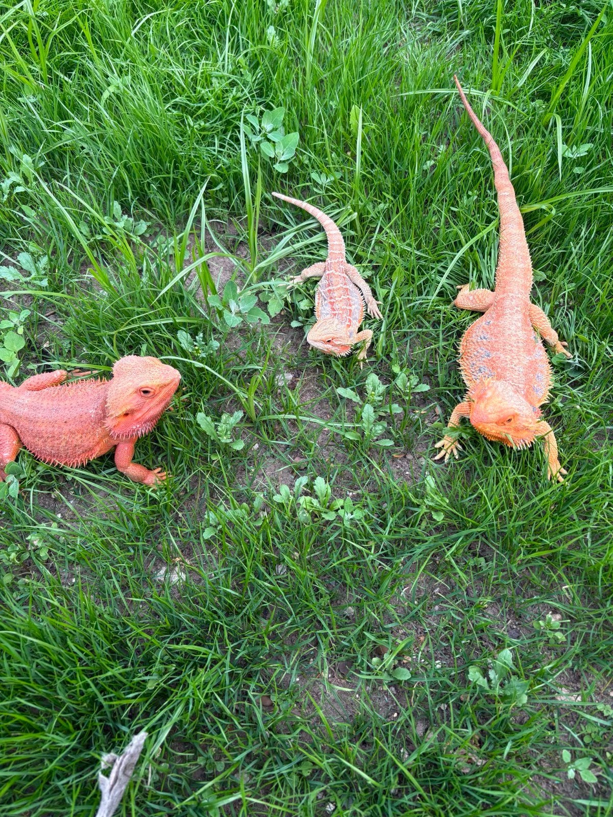 baardagamen te koop tegen spot prijs, Animaux & Accessoires, Reptiles & Amphibiens