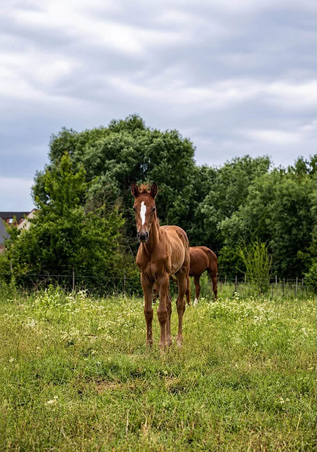 Jument pp z et poulicje, Animaux & Accessoires, Chevaux, Jument, L