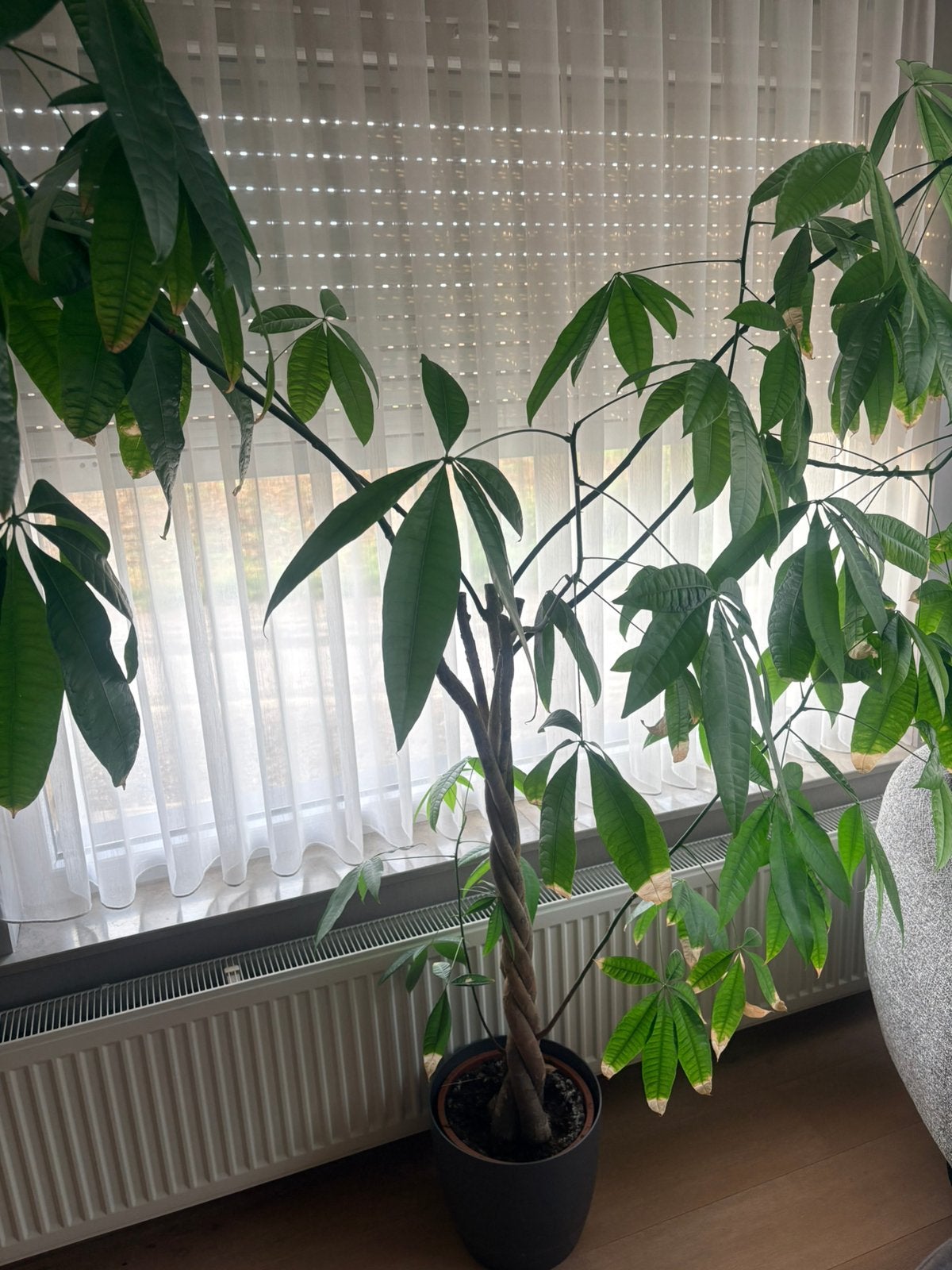 Plant ikea, Ophalen