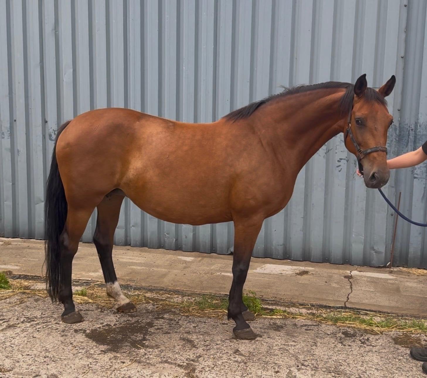 Dressuur en franse draver merries, Merrie