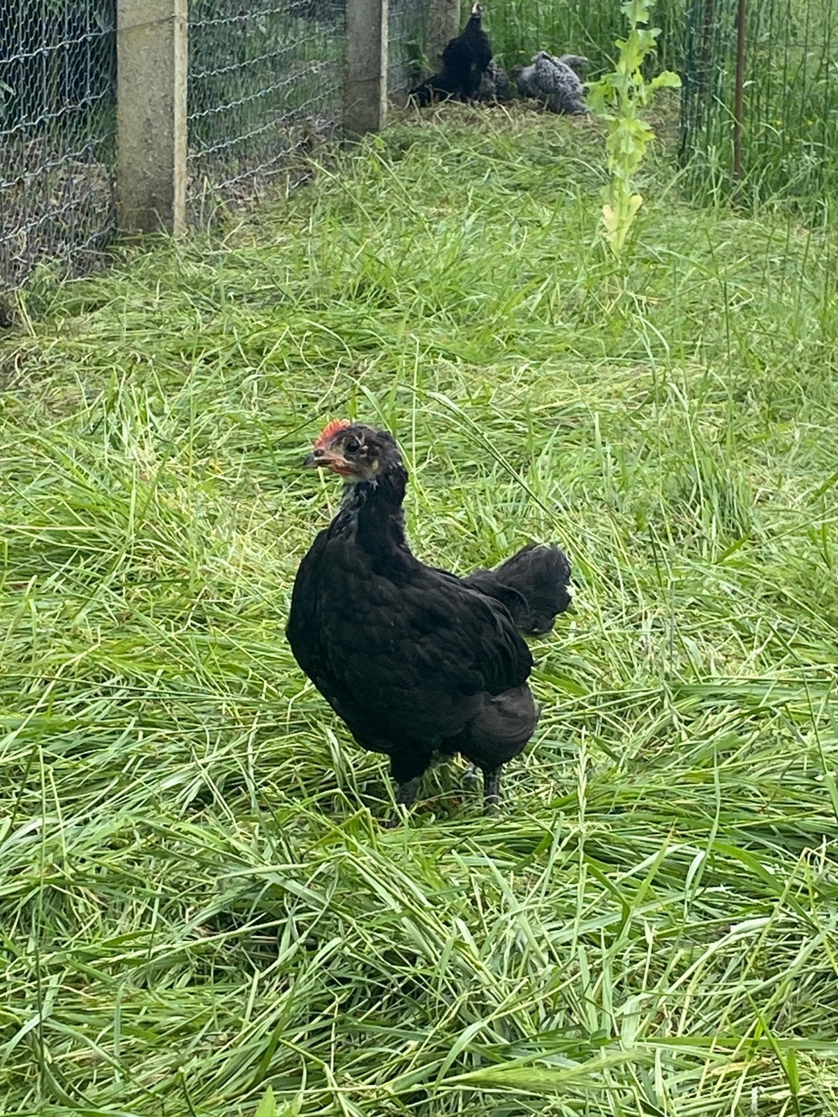 Jersey Giant, Meerdere dieren, Kip