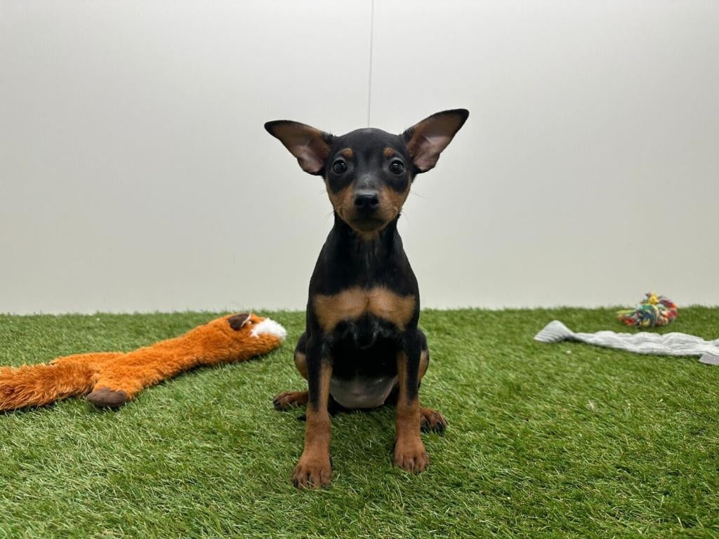 Chiots Pinscher Nains, Hépatite contagieuse (maladie de Rubarth), Belgique, Plusieurs, Chienne