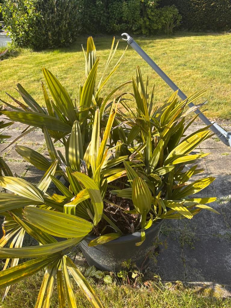 Rhapidophyllum hystrix, Enlèvement, En pot, Palmier