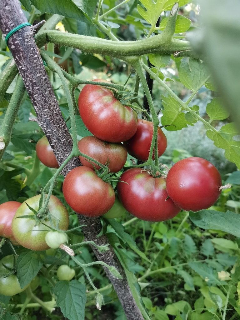 5 graines de tomates Noir de Crimée - culture biologique, Envoi, Printemps, Graine