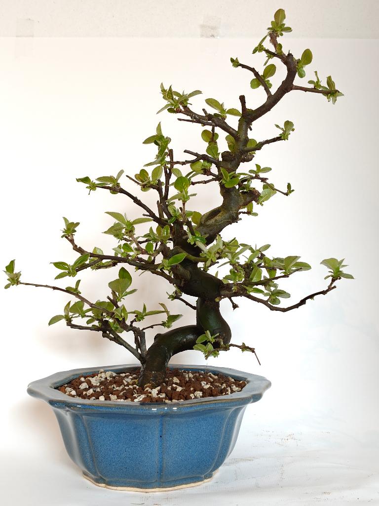 Chinese kweepeer bonsai - Pseudocydonia chinensis, Tuin en Terras, In pot, Bloeit niet, Halfschaduw, Minder dan 100 cm