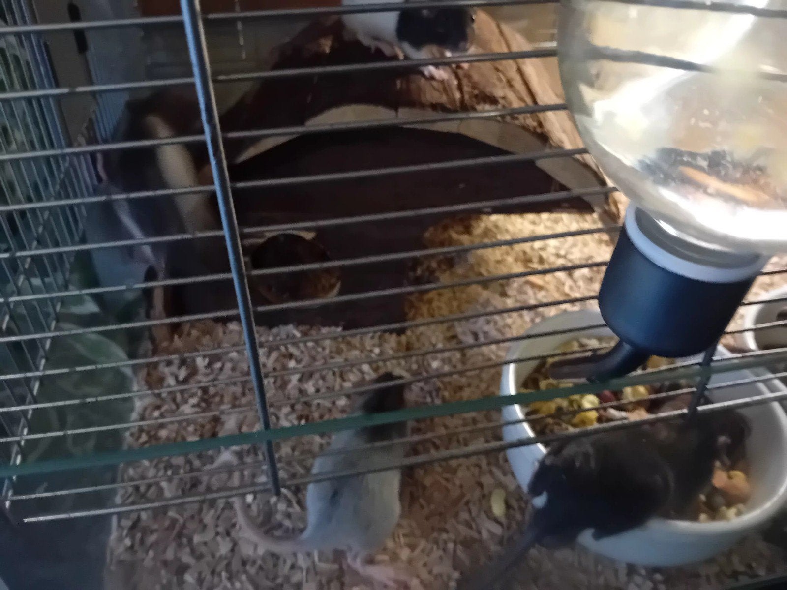 huissdier kleine ratten, Dieren en Toebehoren, Rat, Mei, Meerdere dieren, Tam