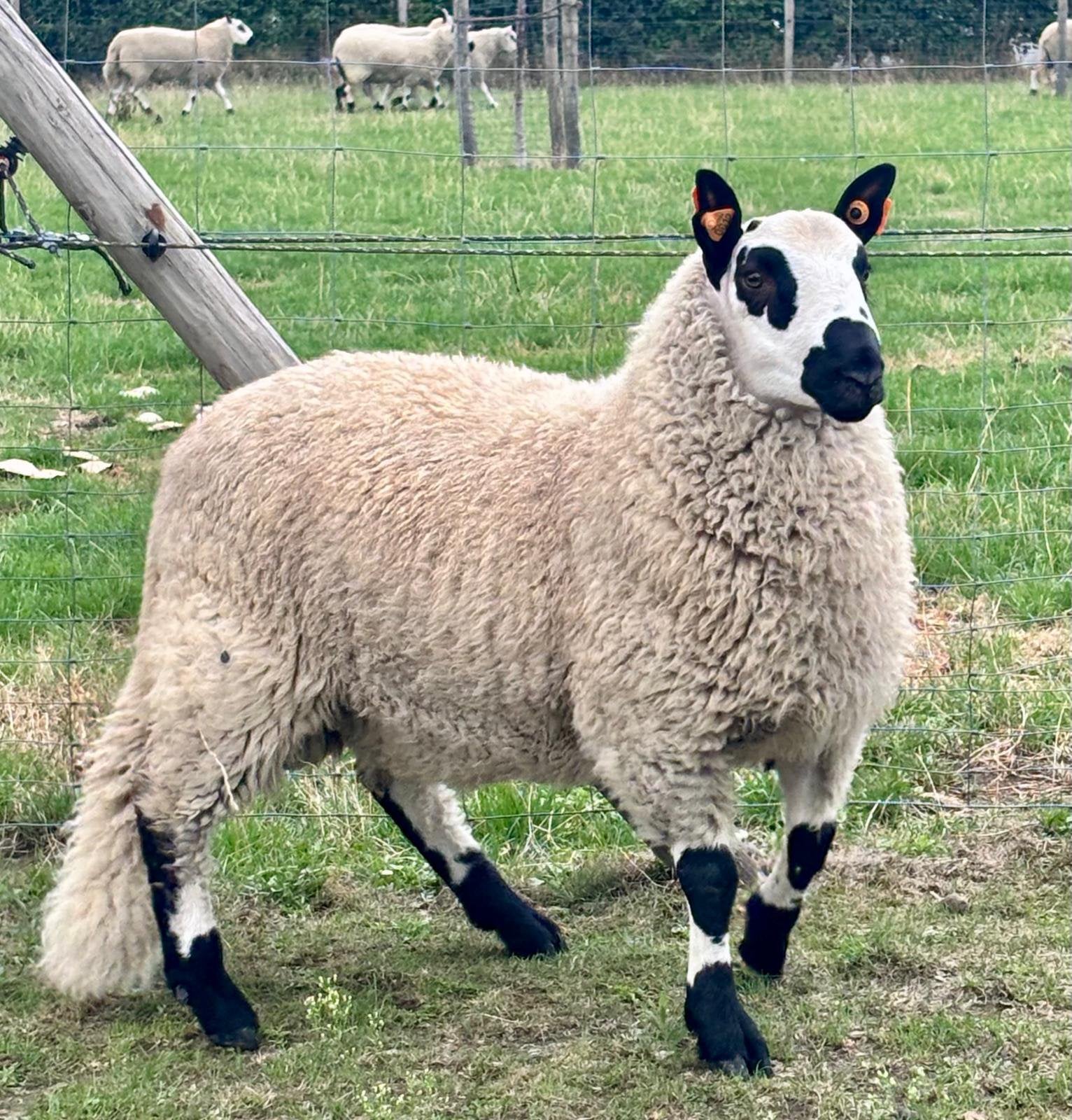 Kerry Hill ram / dekram, Animaux & Accessoires, Mâle, Mouton, 0 à 2 ans