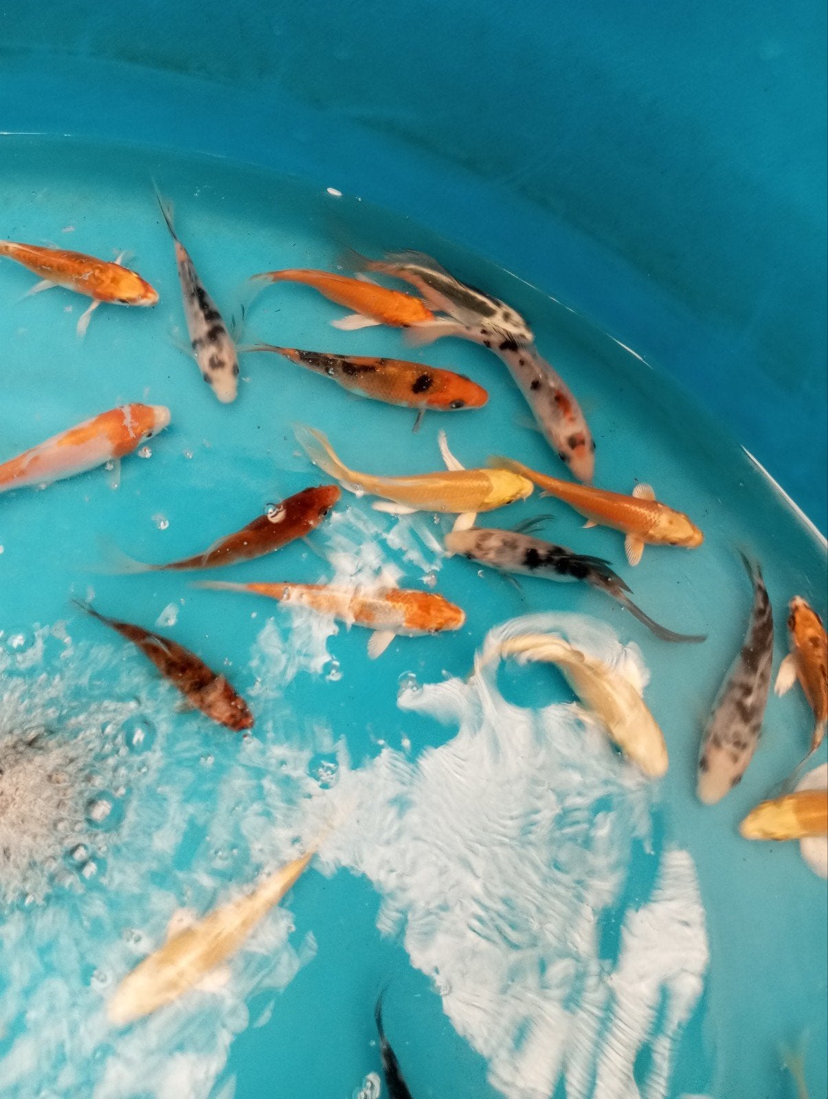 koi en vlinder koi 10/12 cm, Dieren en Toebehoren, Vissen | Vijvervissen