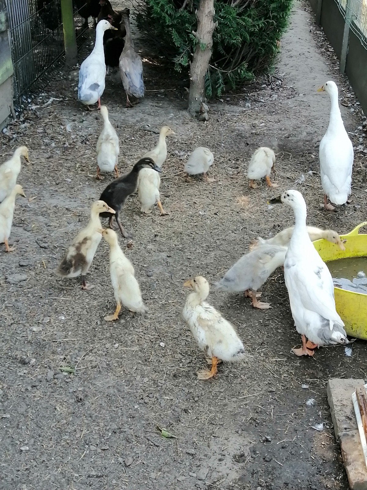 canard coureurs indiens, Dieren en Toebehoren, Pluimvee