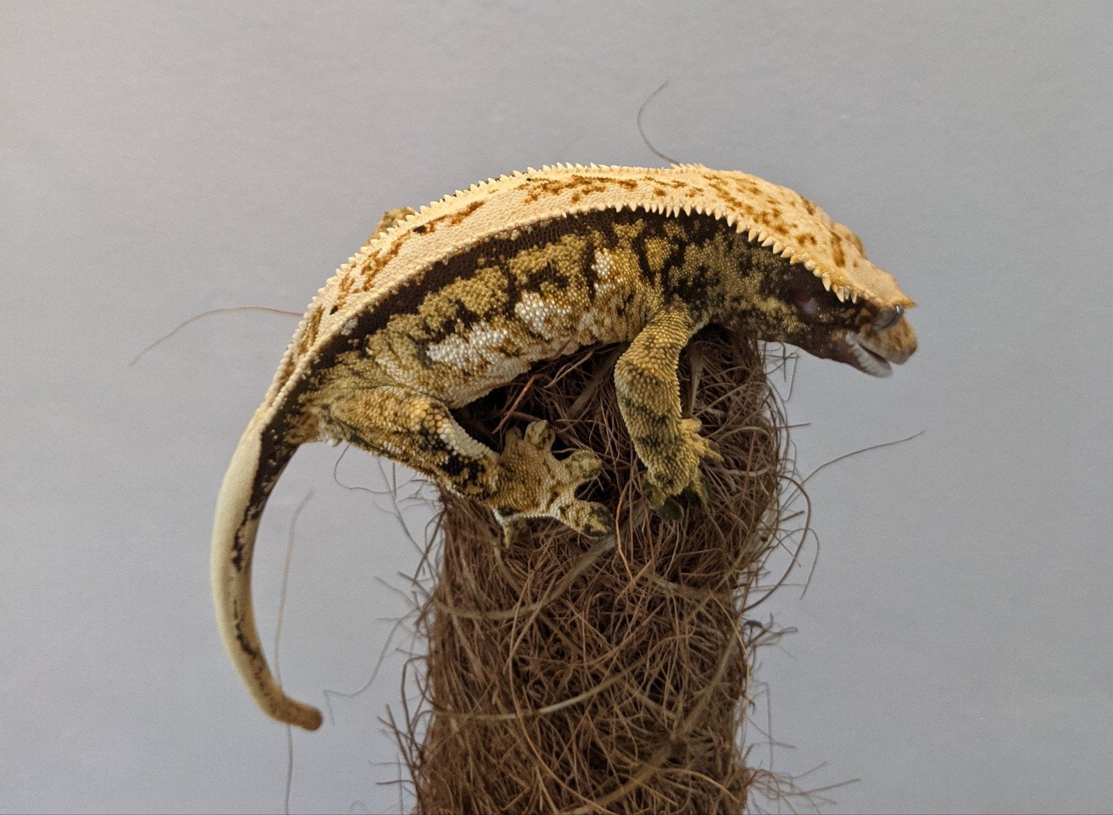 wimpergekko vrouw rtb