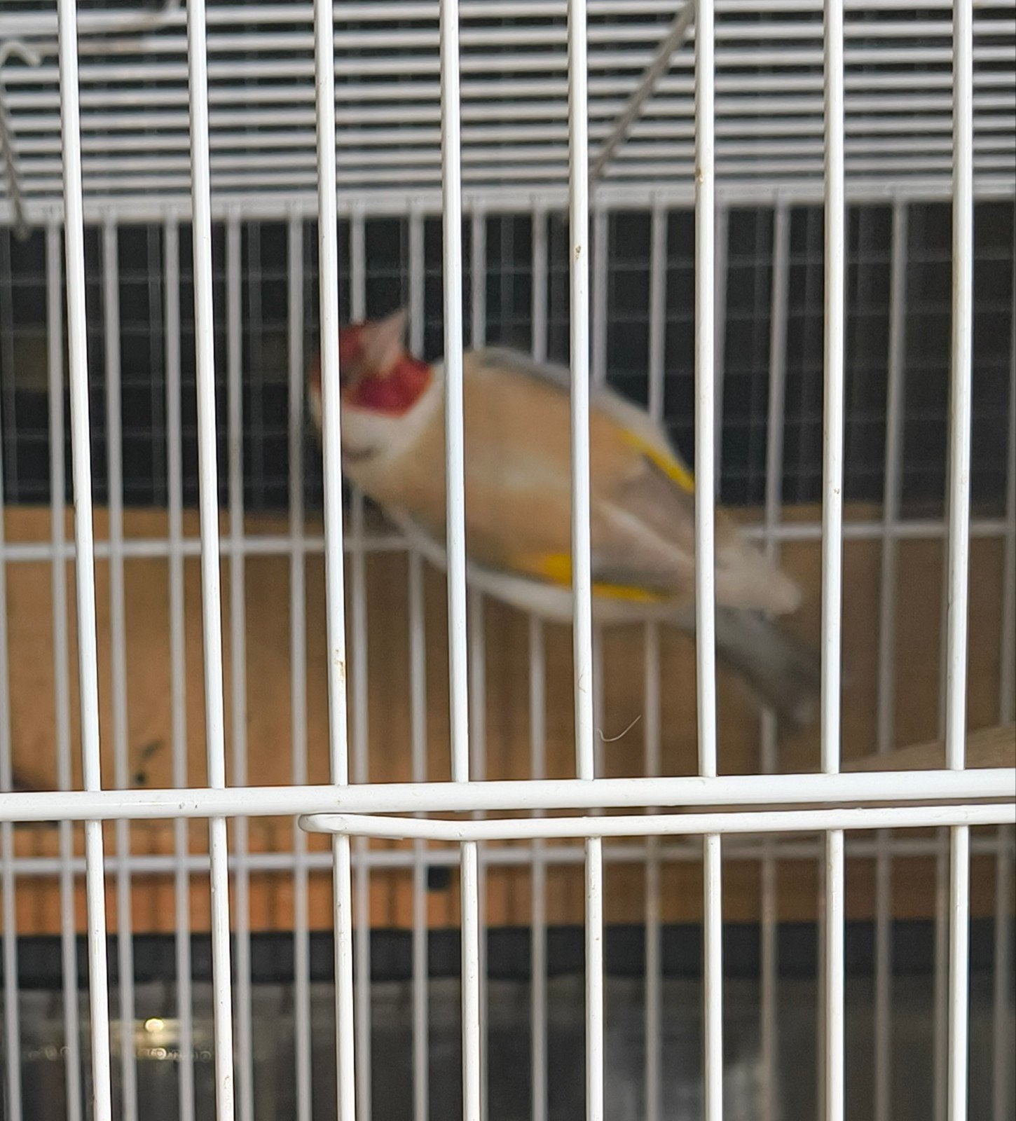 Majoor putter bruin witkeel, Dieren en Toebehoren, Vogels | Overige Vogels