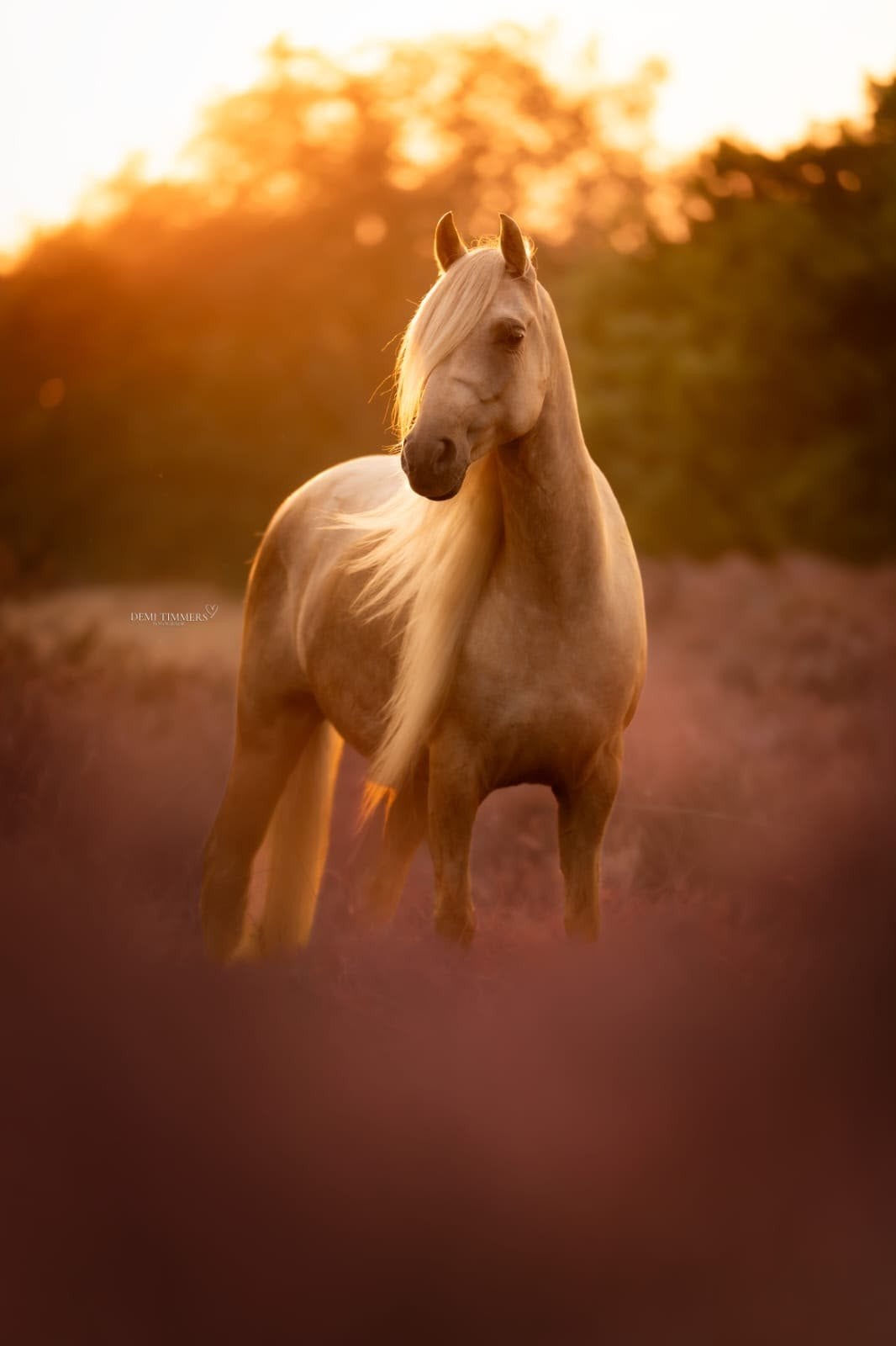 C- pony welsh partbred palomino ruin, Dieren en Toebehoren, Ruin