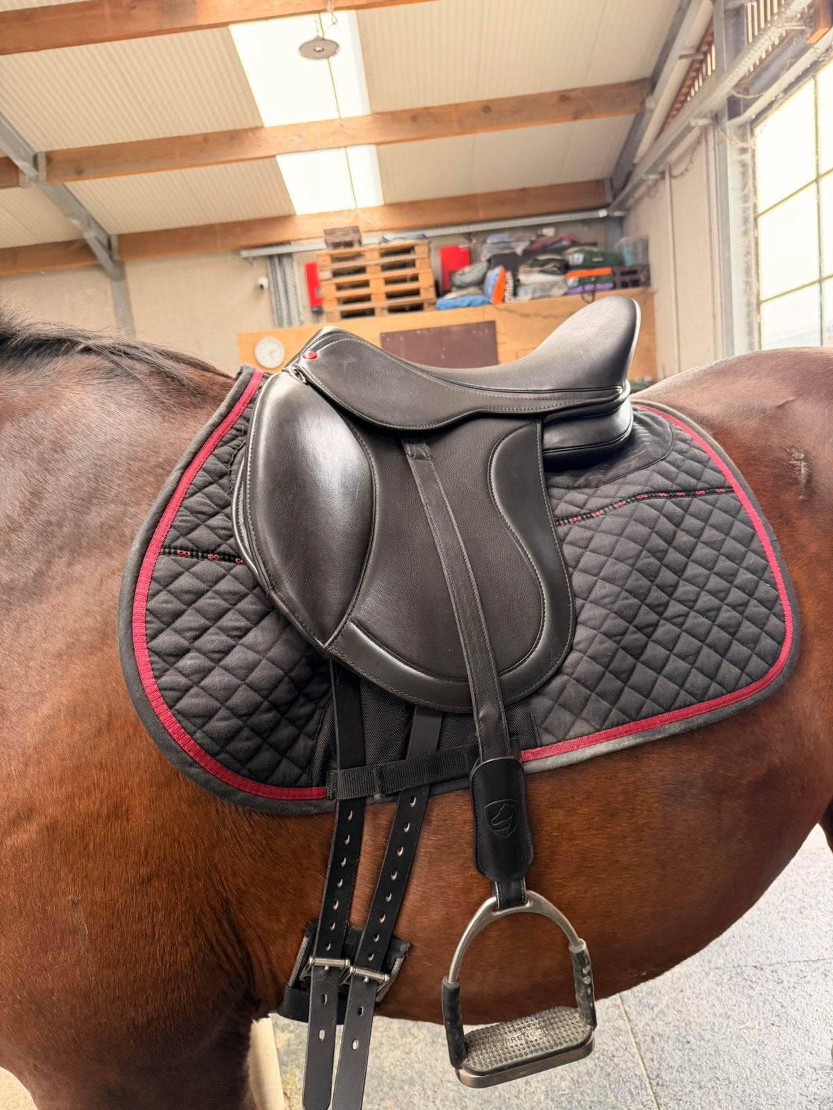 Edix Emir 16,5 inch, Dieren en Toebehoren, Ophalen, Kniewrongen, Nieuw, Middel