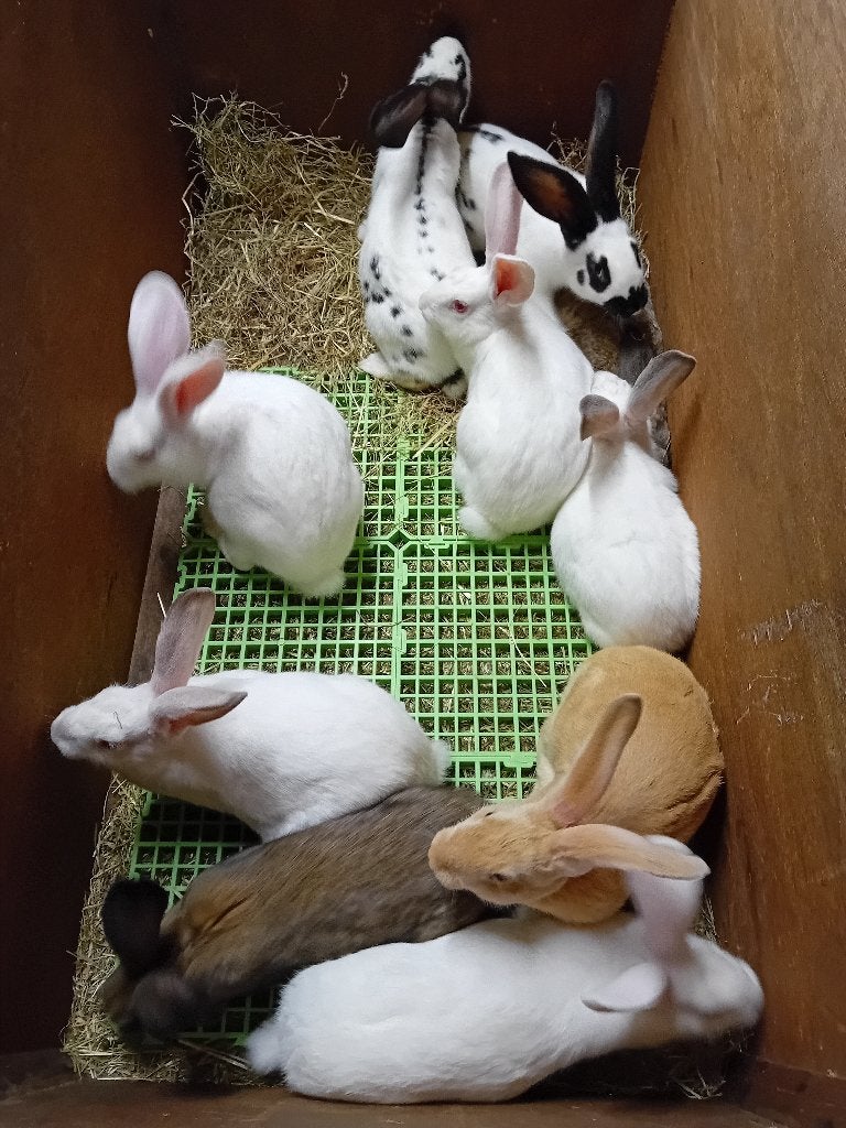JONGE SLACHTKONIJNEN TOPKWALITEIT/RAS  16WEKEN = 4 kg  = 12€, Plusieurs animaux, Taille moyenne