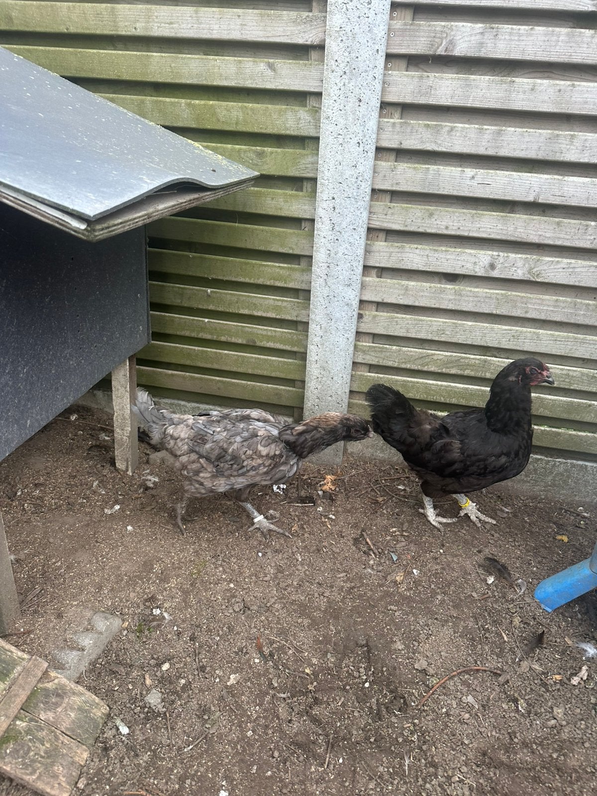 Mooie kippen te koop voor goede prijs wegens stoppen met ras, Dieren en Toebehoren, Meerdere dieren, Kip