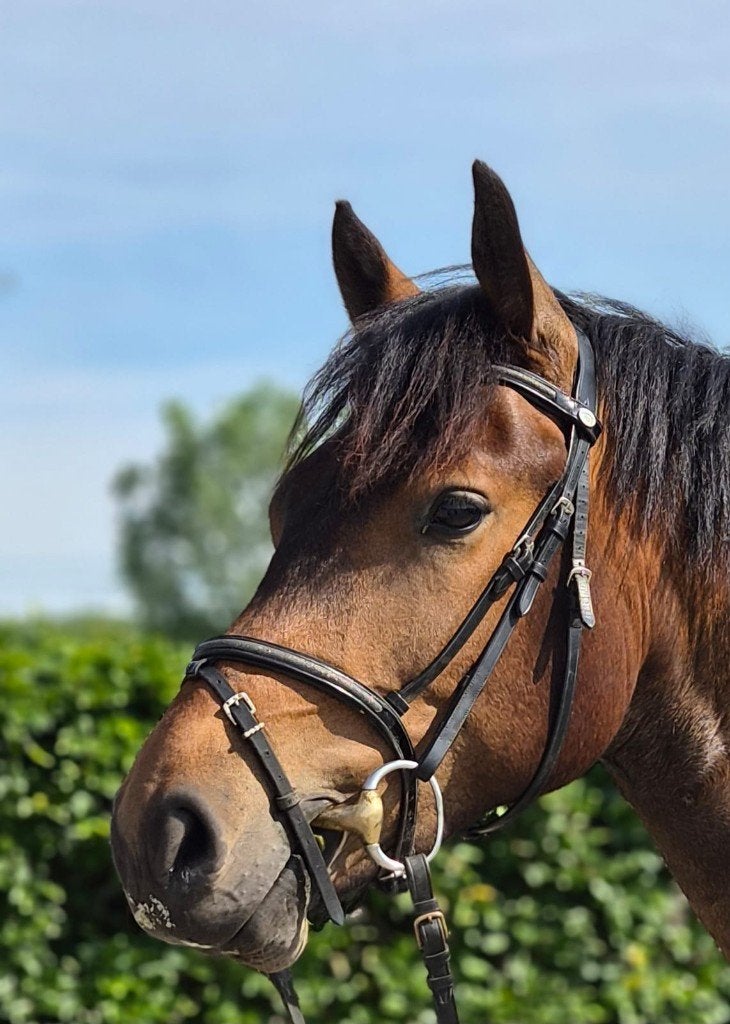Donkere Freiberger ruin van 3 jaar, Animaux & Accessoires, Chevaux, Hongre, Débourré, Moins de 160 cm, 3 à 6 ans, Cheval de récréation