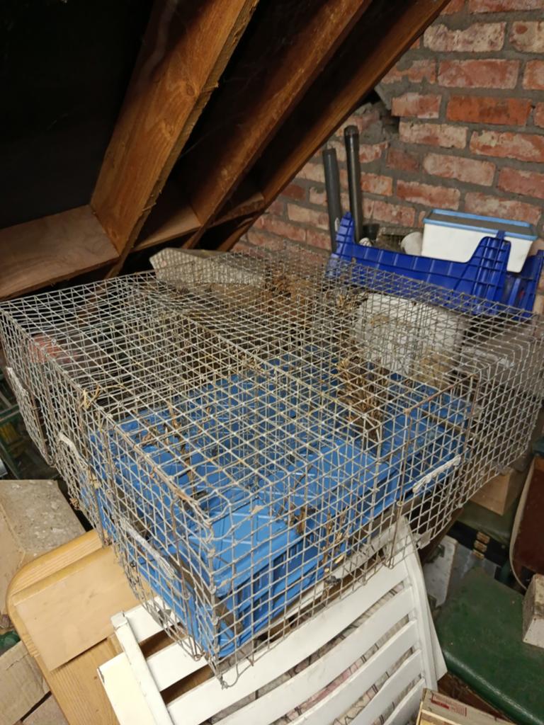 kooi voor vogels te vangen, Dieren en Toebehoren, Vogels | Hokken en Kooien, Ophalen