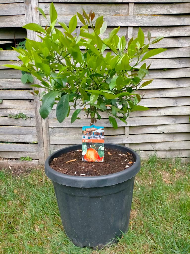 Citrus boompje in pot, Jardin & Terrasse, Plantes | Arbres fruitiers, En pot, Moins de 100 cm, Ombre complète, Enlèvement