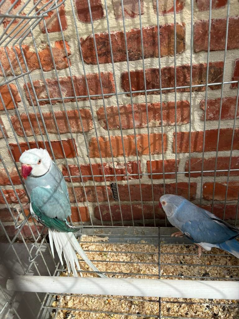 Halsbandparkieten witkop witstaart kweekkoppel, Dieren en Toebehoren, Geringd