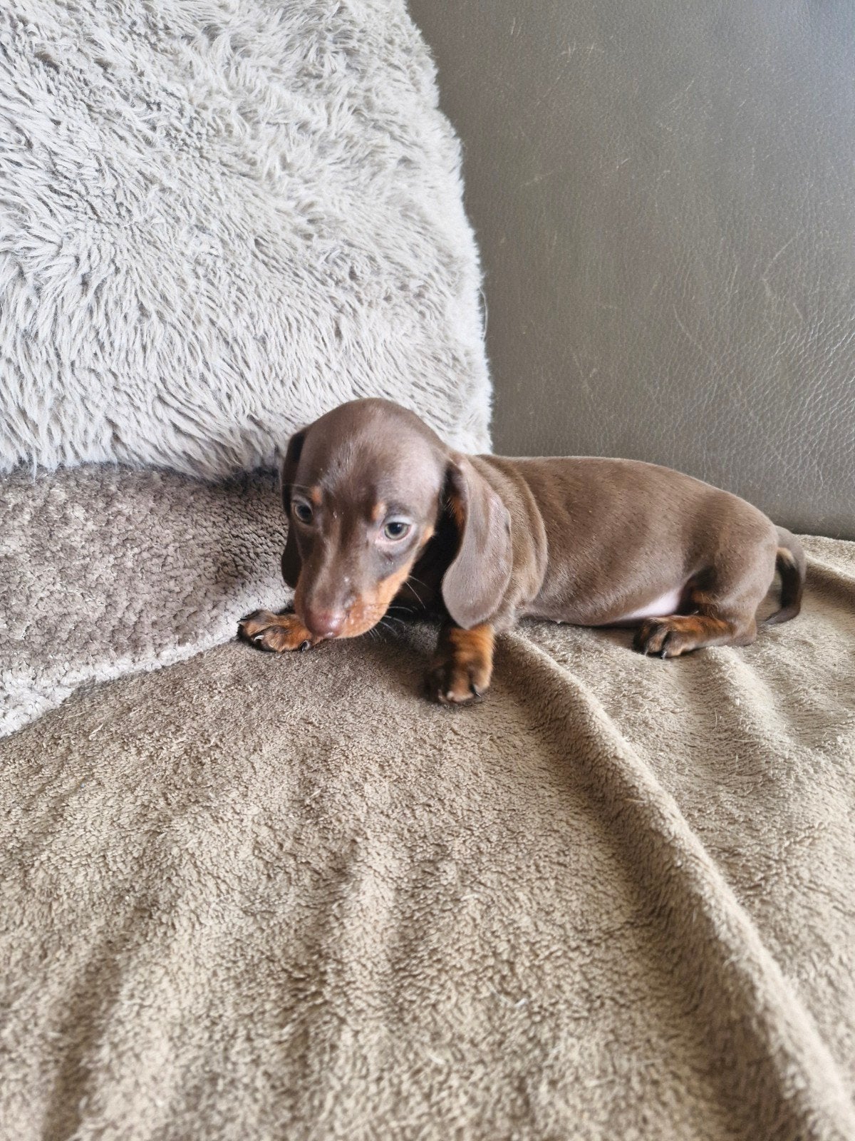 dwergteckel pups, Dieren en Toebehoren, België, Fokker | Hobbymatig, CDV (hondenziekte), 8 tot 15 weken