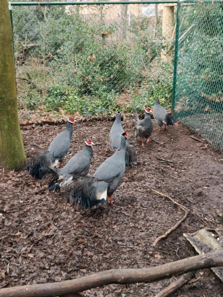 blauwoorfazant, Dieren en Toebehoren, Pluimvee