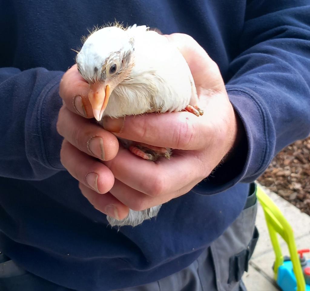 2 jonge sierduiven jongen duif duiven en nog 2 jonge