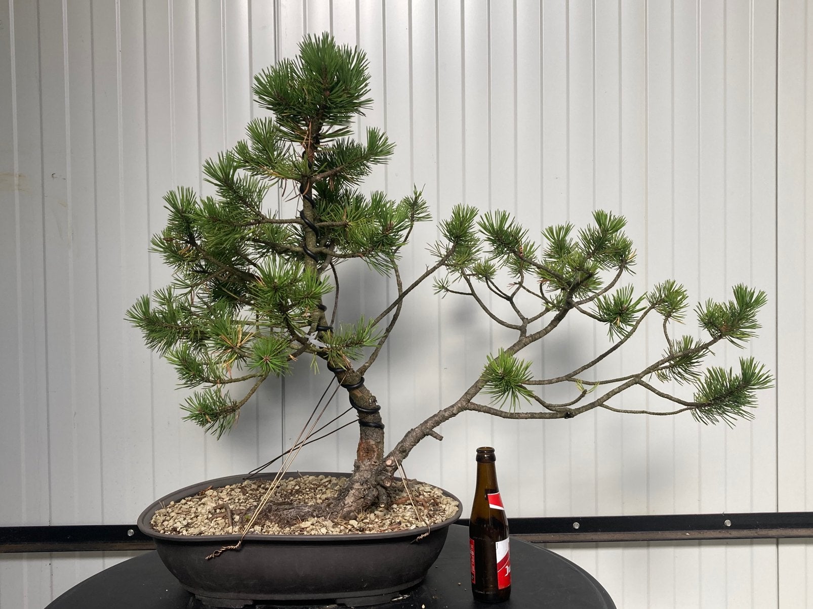 Bonsai picea yamadori, Tuin en Terras, Planten | Bomen, Ophalen