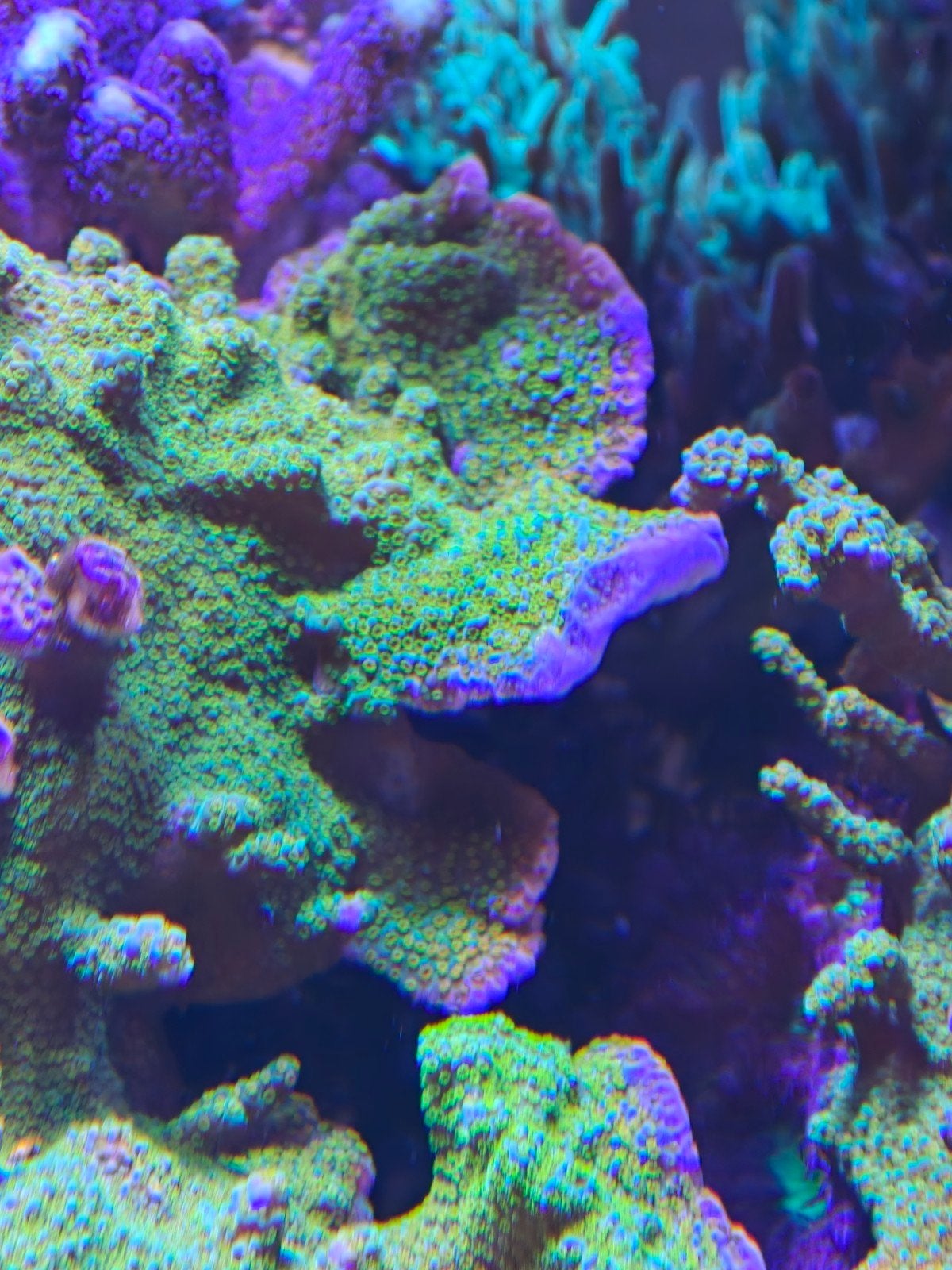 Montipora Rainbow Ultra