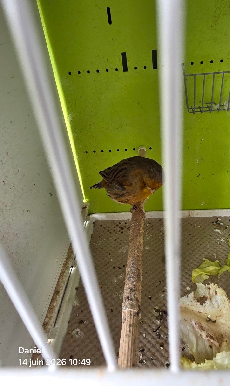 Canari Gloster consort et Canari Norwich, Mannelijk
