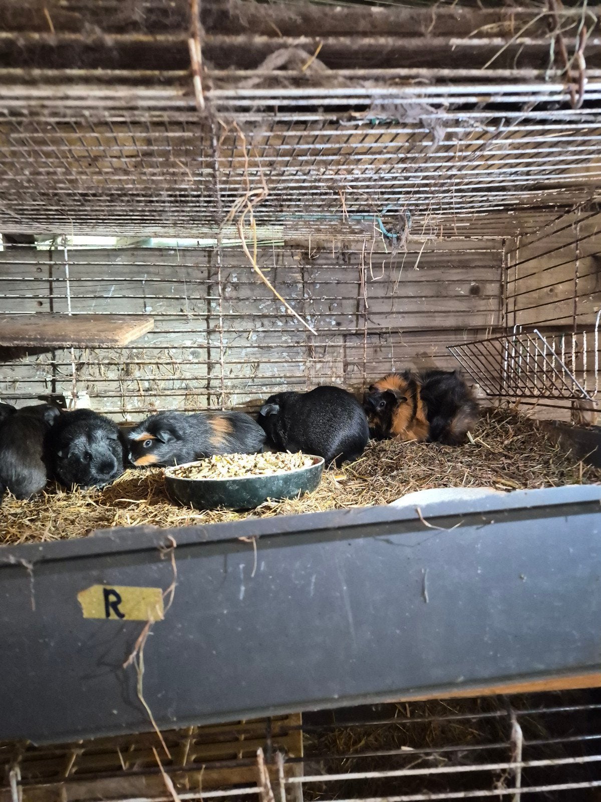 jonge cavia's, Dieren en Toebehoren, Knaagdieren, Mei, Mannelijk, Cavia