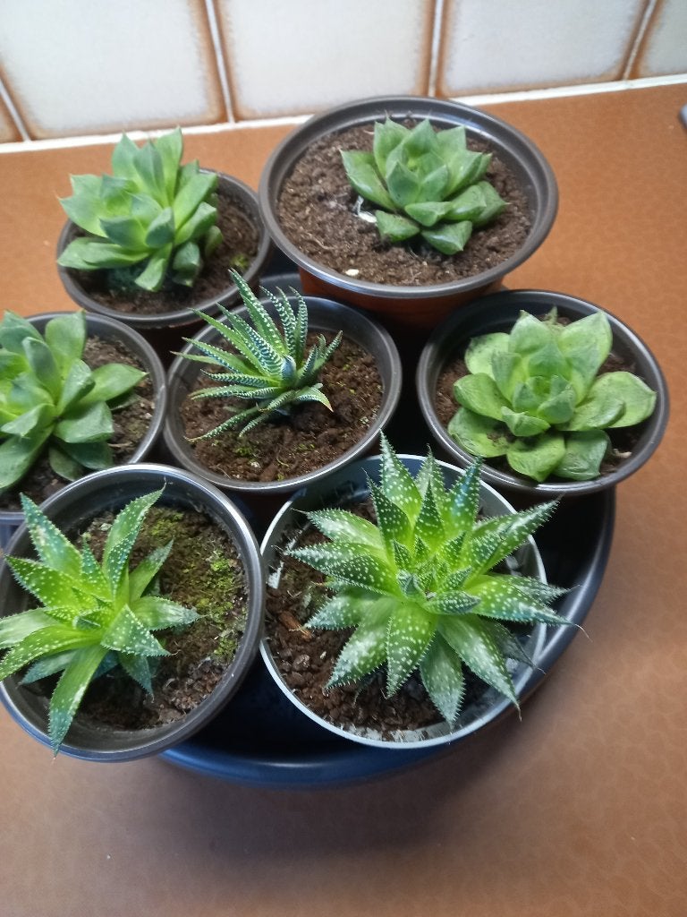 VETPLANTEN, Ophalen