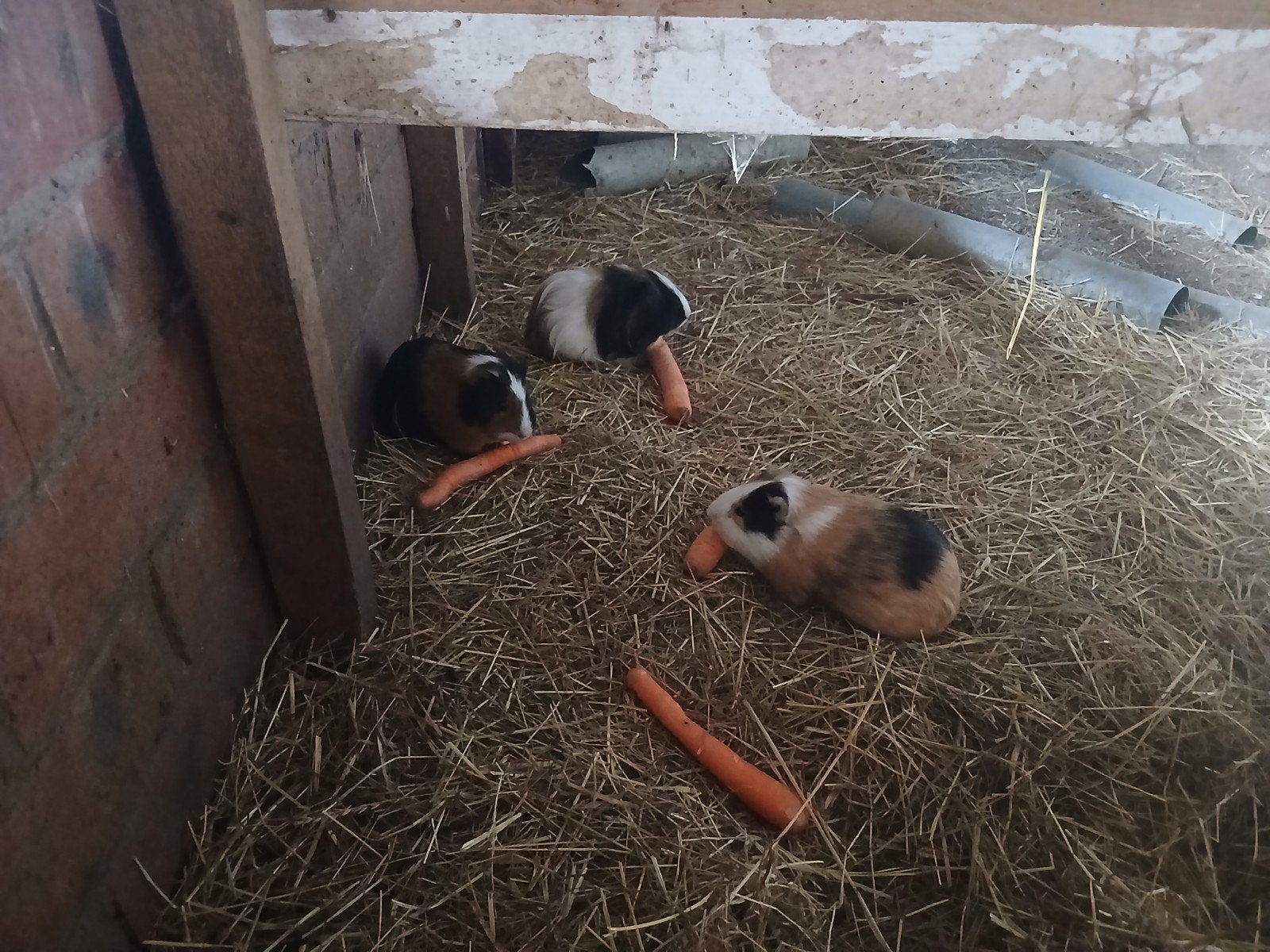 cavia 3 mannetje, April, Mannelijk, Cavia