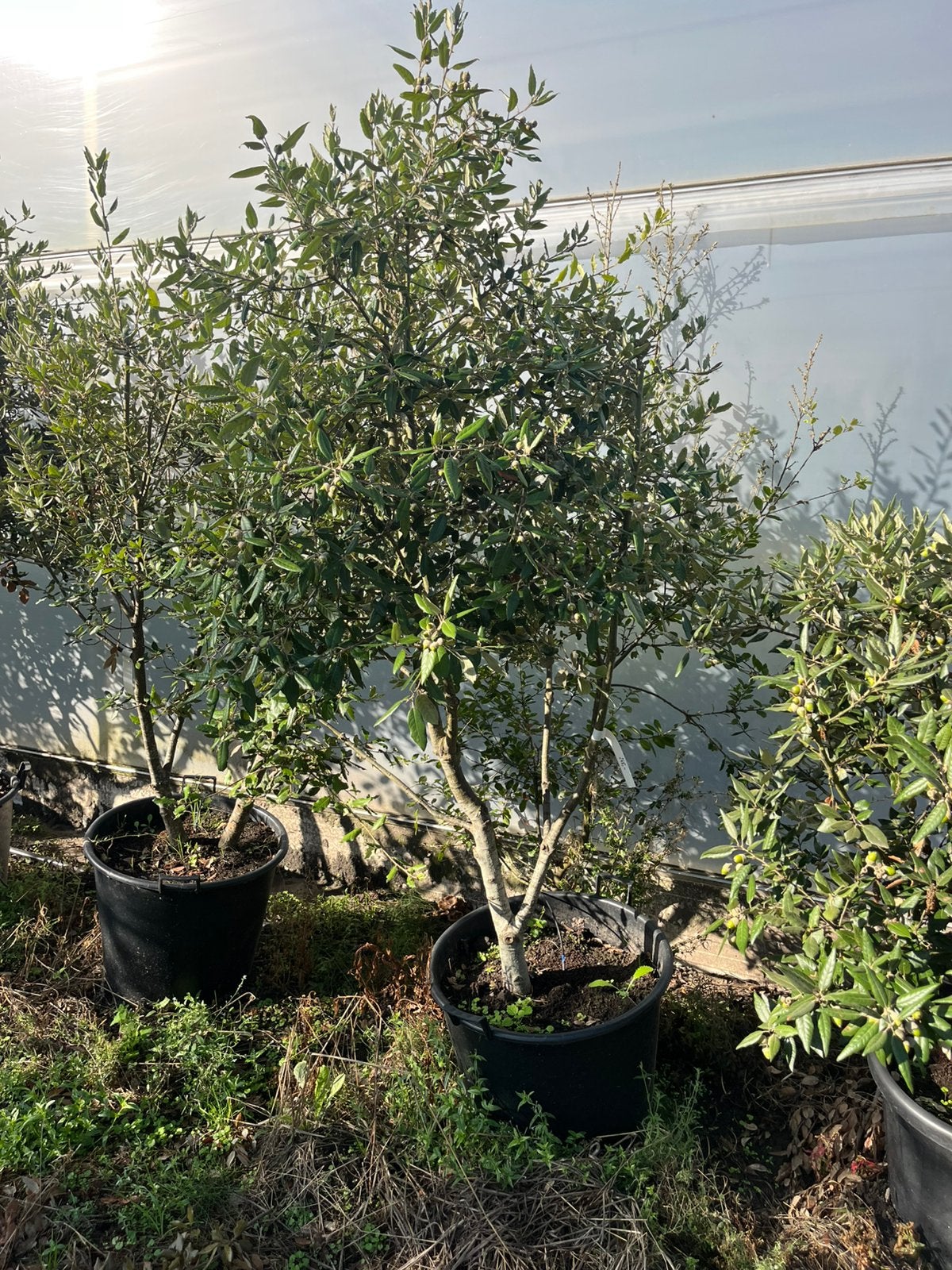 Quercus ilex meerstam, Tuin en Terras, Ophalen