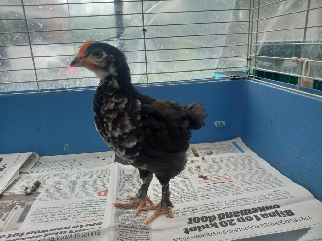 Marans haantje 4 weken oud  Zwartkoperhals, Dieren en Toebehoren, Pluimvee