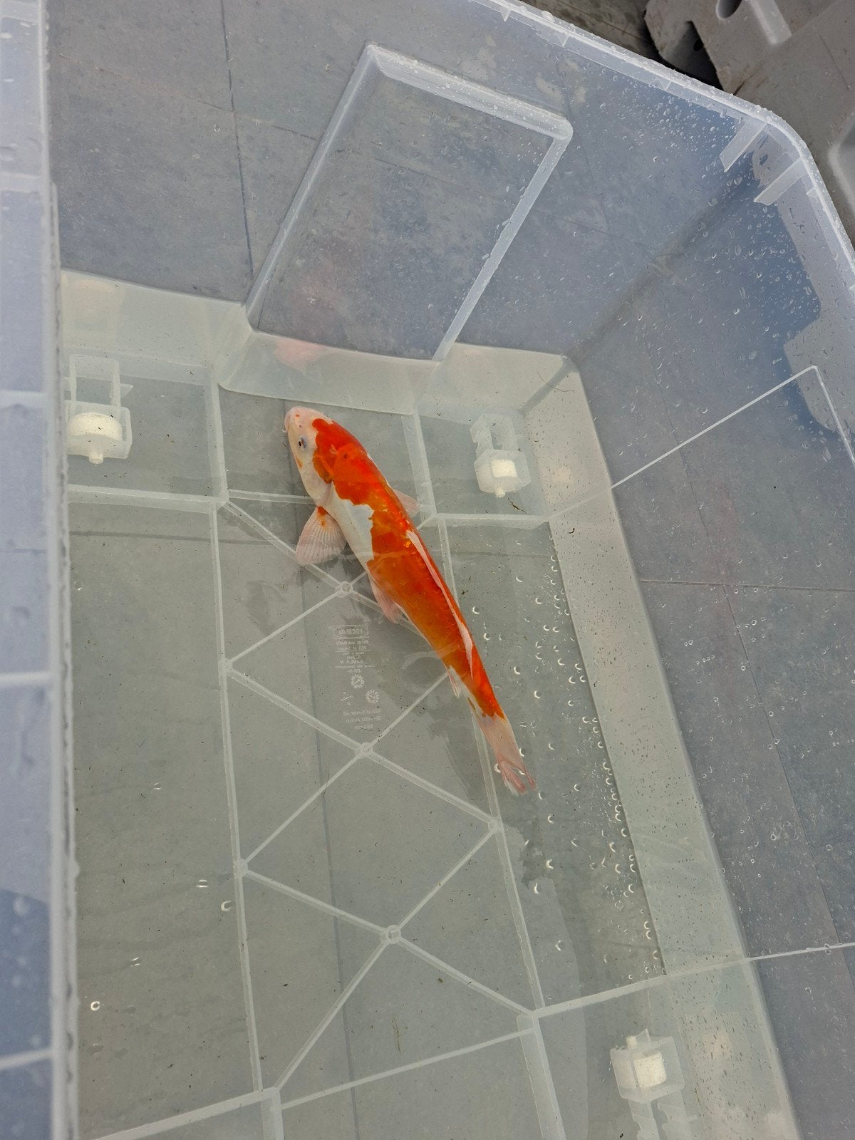 Japanse koi 45cm